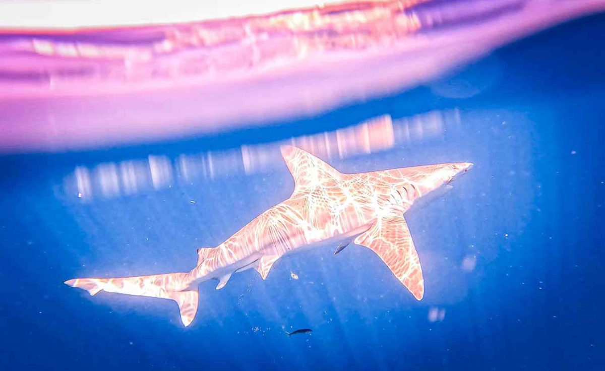 capturando tubarão Sarasota Flórida, abril de 2024 3