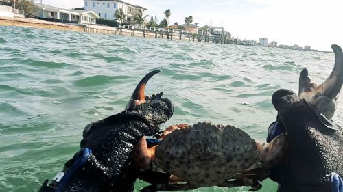 attraper du crabe de pierre à Saint-Pétersbourg en Floride