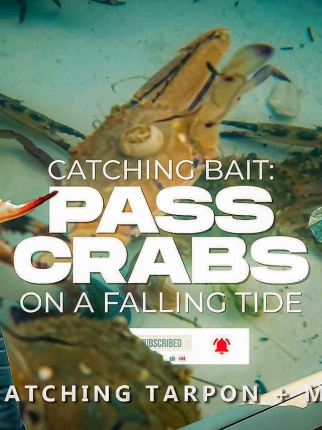 Netting Pass Crabs for Catching Tarpon