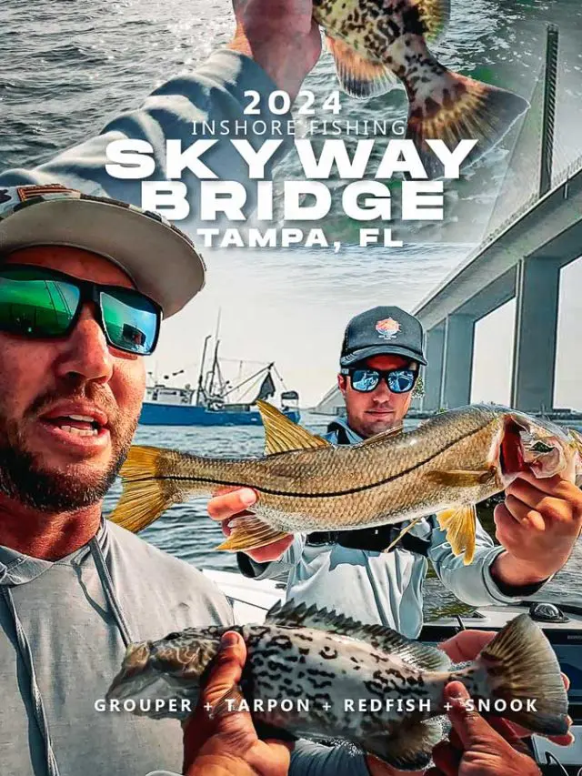 Skyway Bridge Fishing 2024 Grouper Snook Redfish Snapper