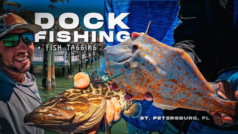 ドックフィッシングと魚のタグ付け フロリダ州セントピーターズバーグ