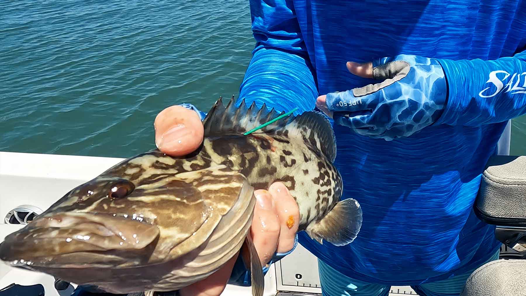 dock fishing grouper fish tagging st petersburg florida abril 2024