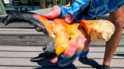 giant florida stone crab claws