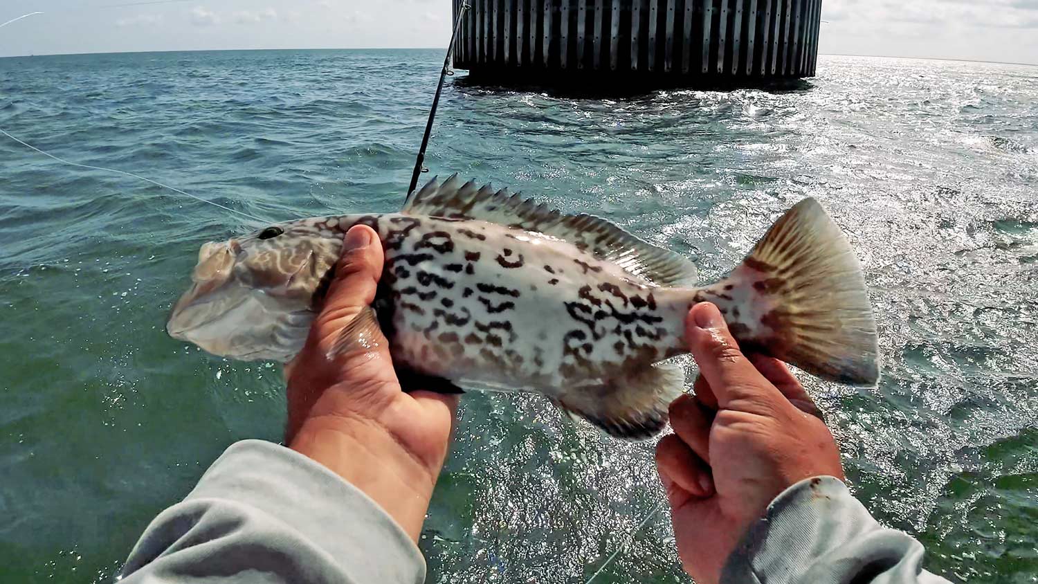 Year-Round Fishing Tampa Florida Skyway Bridge | Landed Fishing