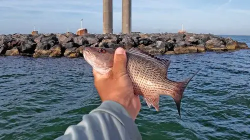 Pesca de pargo de manglar Puente Skyway de Tampa