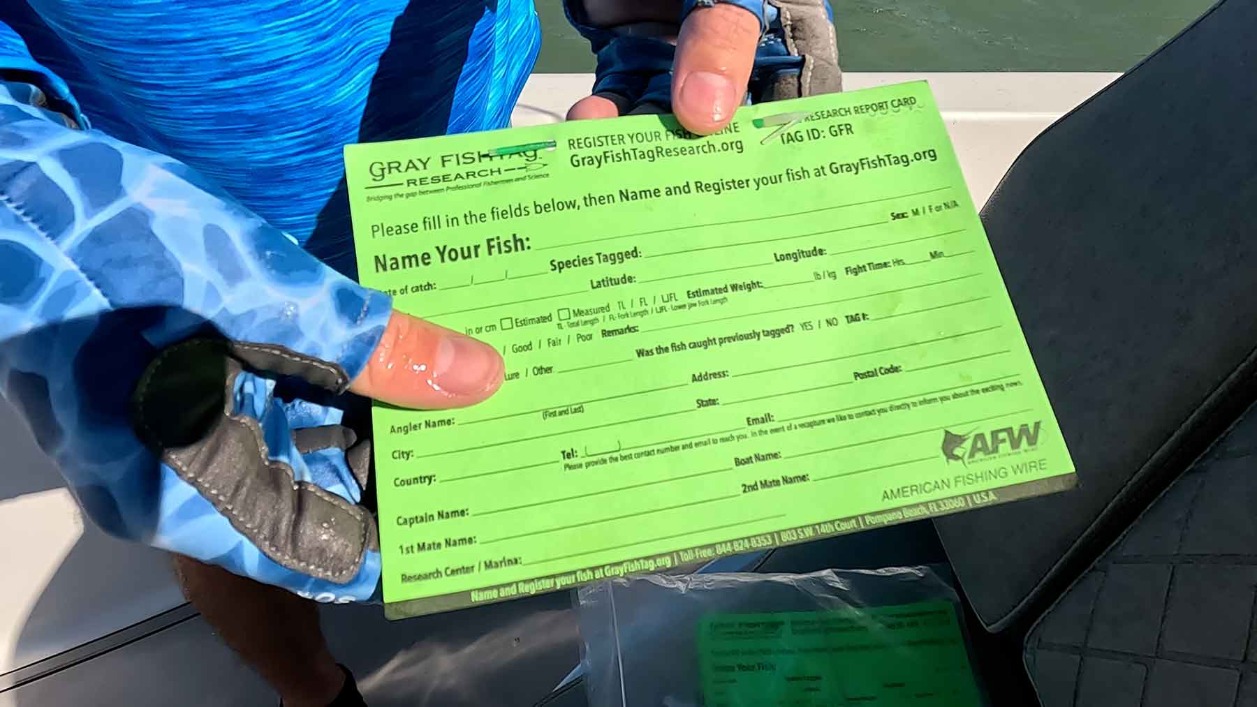 cómo marcar peces grises en la bahía de tampa, san petersburgo, florida