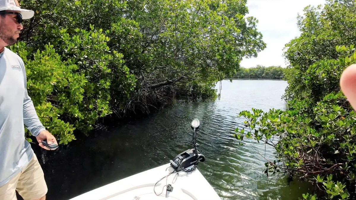 Pesca en los manglares de Tampa, Florida