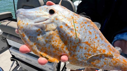 Capturado Orange Tilefish em São Petersburgo, Flórida