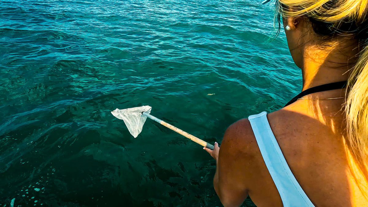 dicas de pesca em água salgada capturando caranguejos em uma maré vazante Sarasota Flórida 02