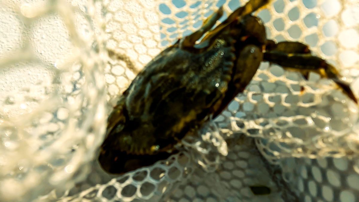Conseils pour la pêche en eau salée attraper des crabes à marée descendante Sarasota Floride 21