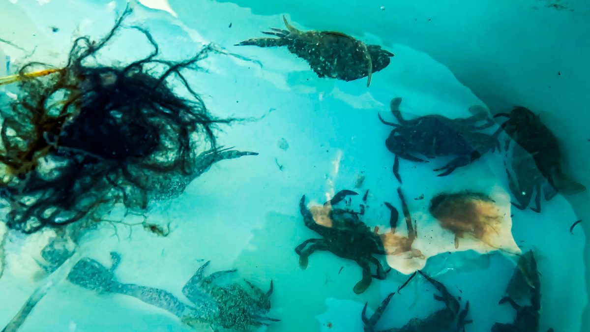 dicas de pesca em água salgada capturando caranguejos em uma maré vazante Sarasota Flórida 23