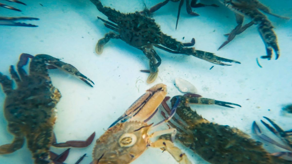 dicas de pesca em água salgada capturando caranguejos em uma maré vazante Sarasota Flórida 26