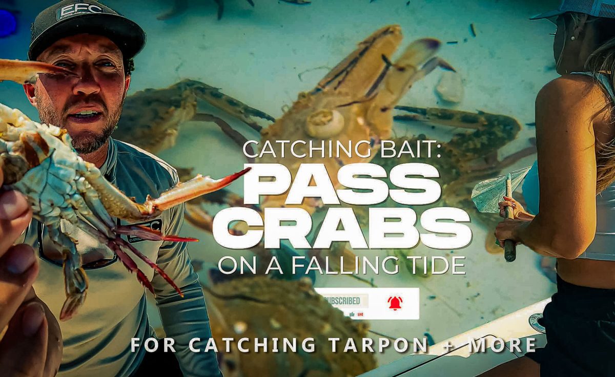Pass Crabs Catching Bait for Tarpon Season with Captain Randall