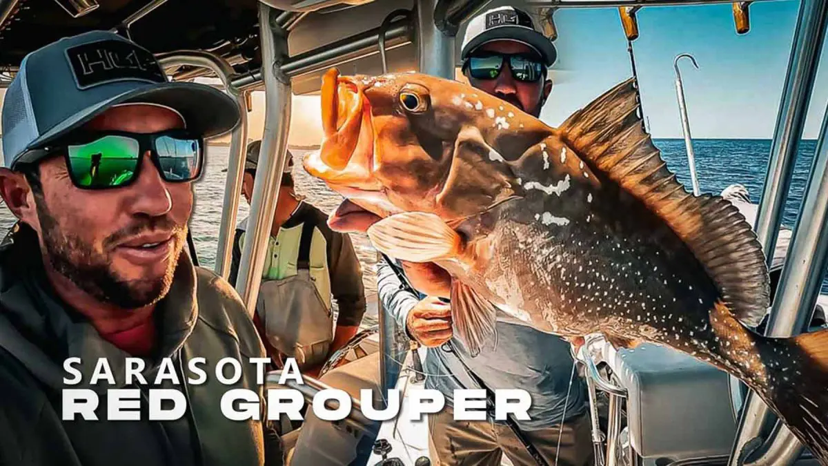 Grouper: Sarasota Offshore Fishing