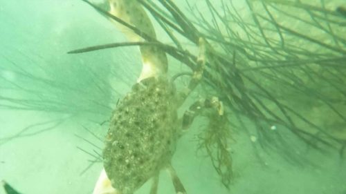 pêche au crabe de pierre à Saint-Pétersbourg en Floride