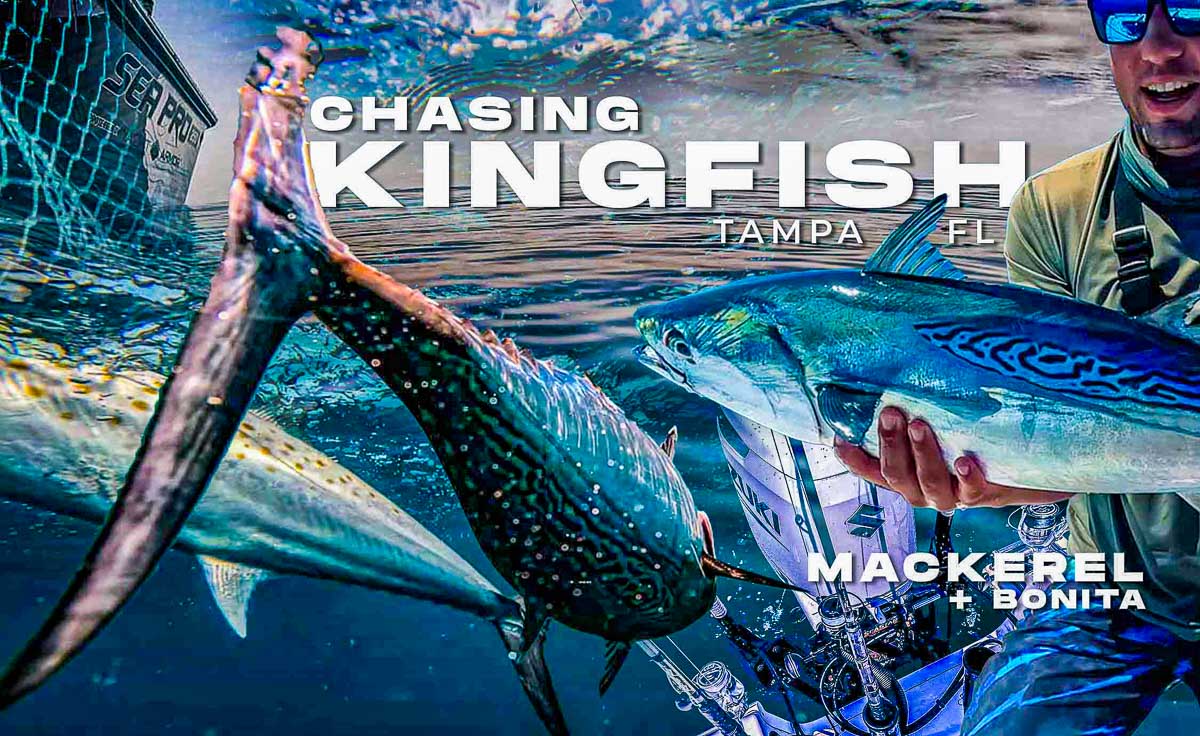 Tampa Nearshore Fishing Makrele Bonita Kingfish Hog Squad Fishing 85