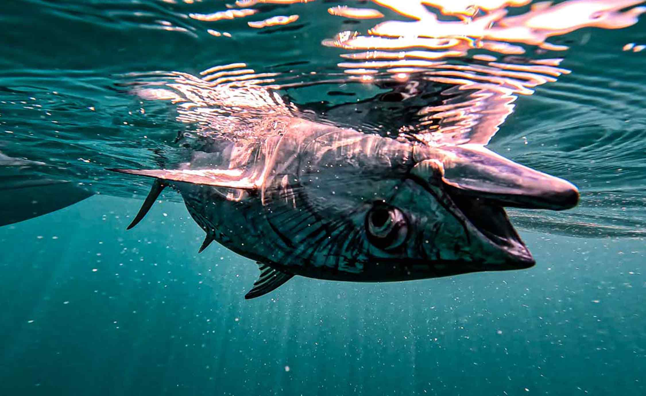 水中のボニータの魚 フロリダ州タンパ