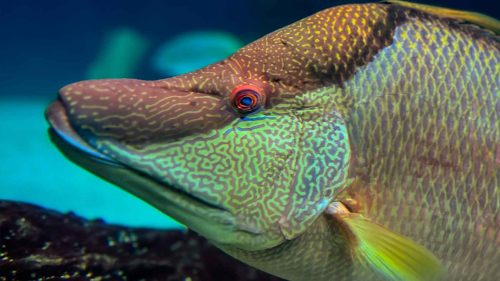 underwater photography hogfish kapitan ray st petersburg florida