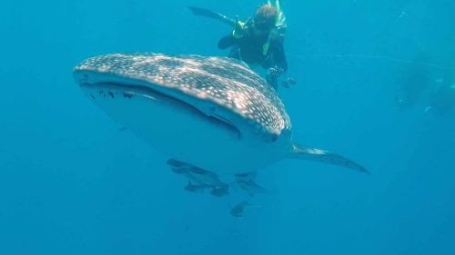embaixo da agua peixe tubarão-baleia fotografia capitão Ray Alexander São Petersburgo Flórida