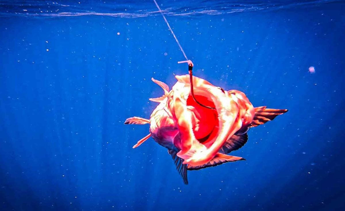 pesca subaquática de garoupa vermelha sarasota florida3