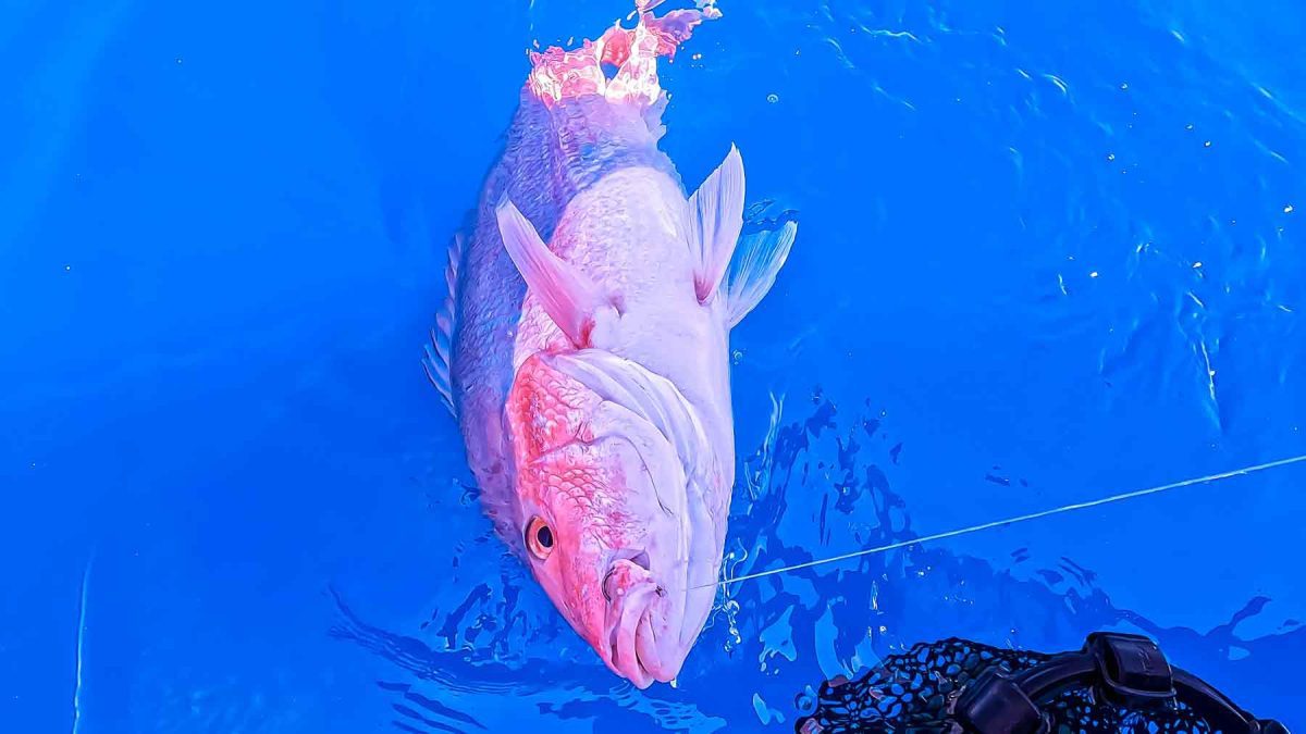 pêche au vivaneau rouge américain dans le golfe du Mexique