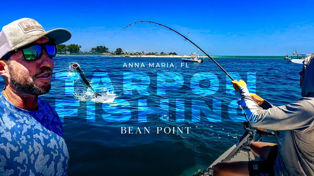 Anna Maria Tarpon Fishing Bean Point Floride Silver Kings Thumb