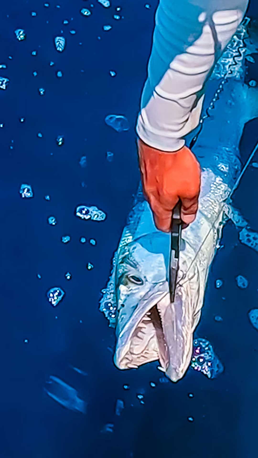 メキシコ湾でのオフショア釣りガイド |