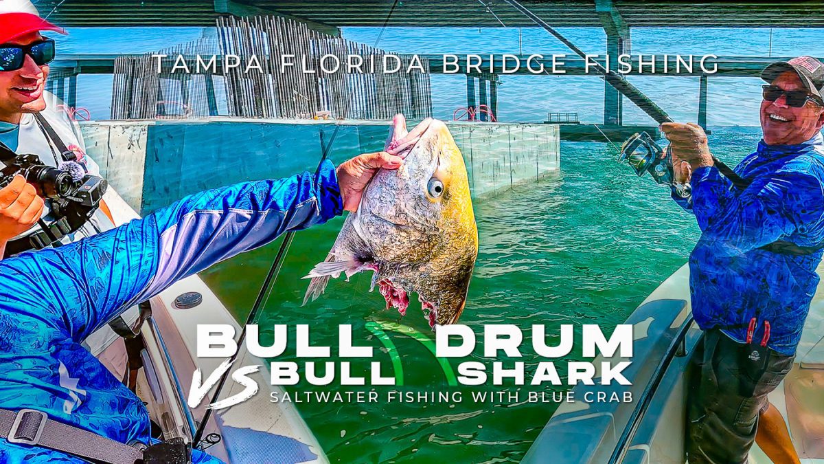 bull drum vs bull shark tampa florida bridge fishing with crab thumb 1