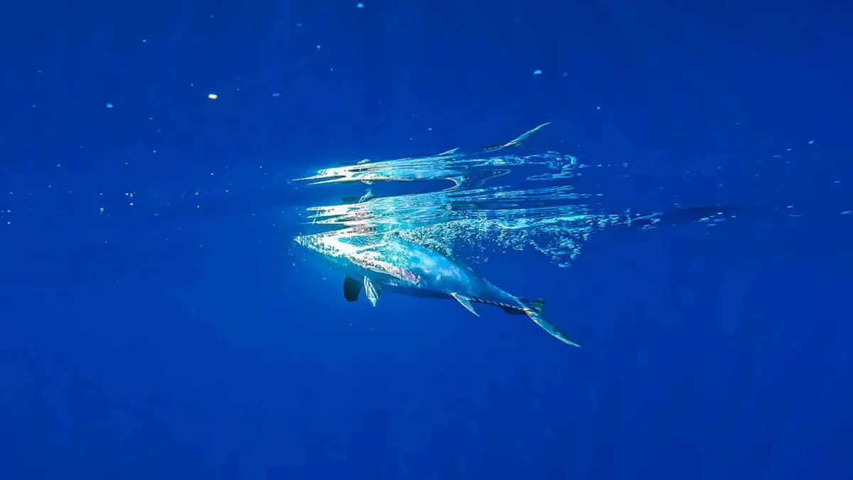 Schwarzflossen-Thunfisch im Golf von Mexiko gefangen