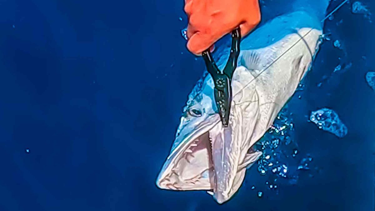 relâcher le barracuda golfe du mexique tampa floride pêche au large 3