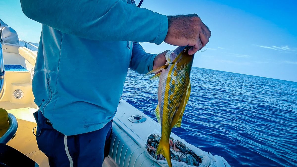 Tampa, Floride, pêche au large, vivaneau à queue jaune, moulinet pompano africain, Lucky Charters 29