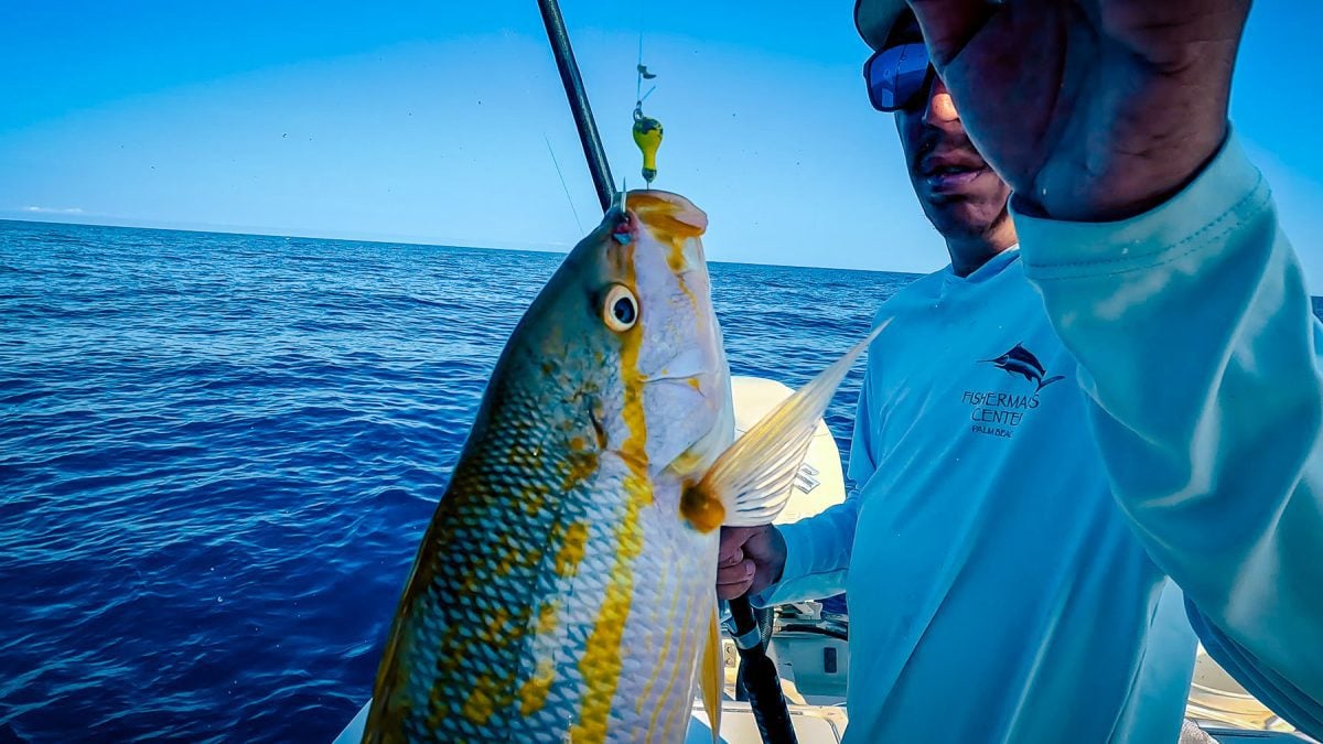 Tampa, Floride, pêche au large, vivaneau à queue jaune, moulinet pompano africain, Lucky Charters 32