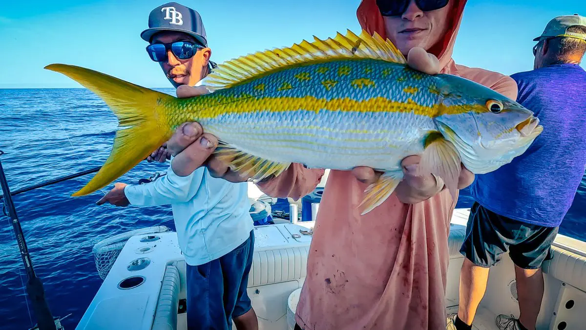 yellowtail snapper fishing in the Gulf of Mexico