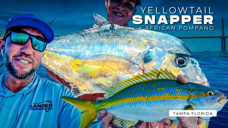 Pêcheurs détenant des poissons Pêche au large de Tampa en Floride, vivaneau à queue jaune et pompano africain Thumbnail