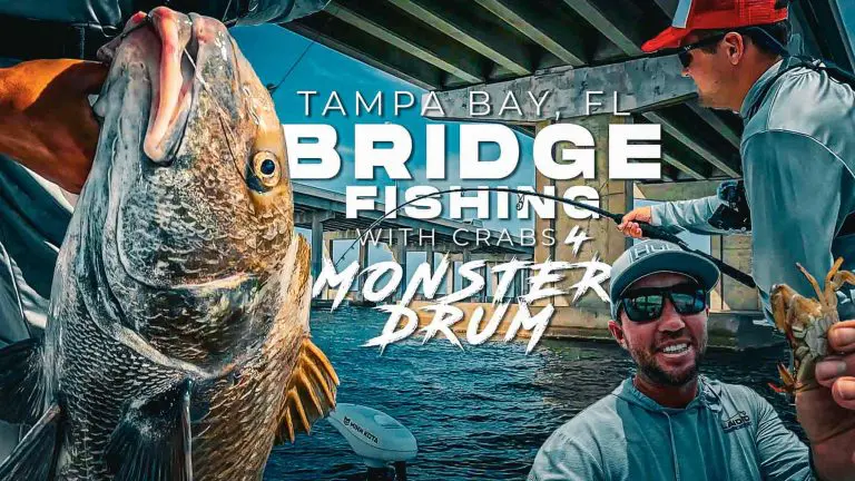 フロリダ州タンパ橋でビッグブラックドラムを釣り上げる