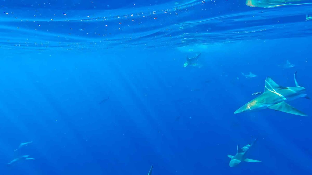 メキシコ湾の水中のサメの魚