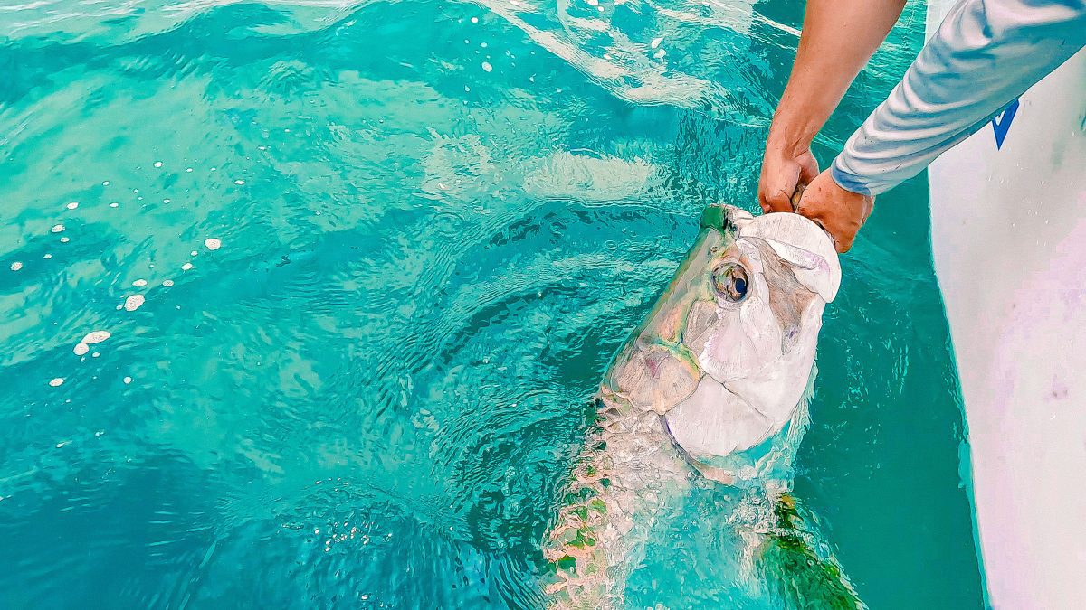 फ्लोरिडा टारपोन मछली पकड़ने अन्ना मारिया बीन प्वाइंट टारपोन पीस 33