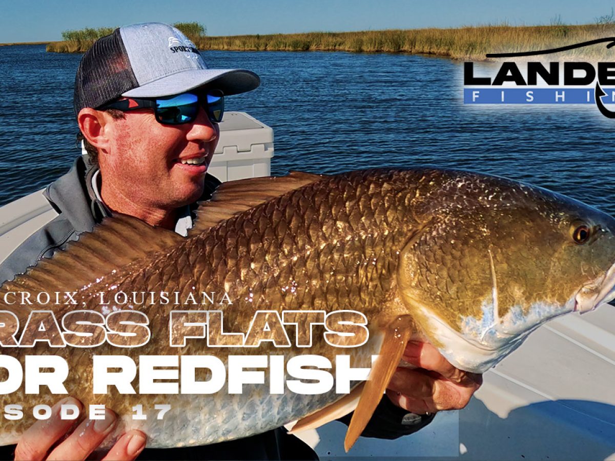 Redfish Tailing In Grass